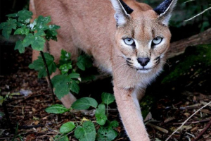 Caracal - steppe lynx